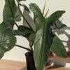 XL Mature Specimen, Philodendron Hastatum Silver Sword Blue Plant (Actual Plant)
