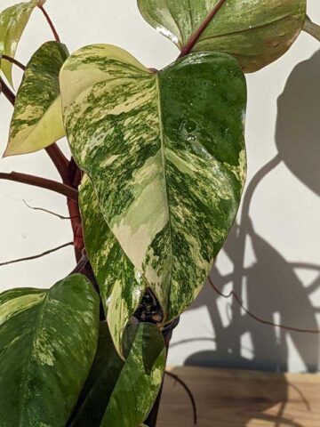 Alternative view of Select Philodendron Strawberry Shake Plant in 4" pot (Actual Plant All Photos)