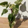 Select Philodendron Strawberry Shake Plant in 4" pot (Actual Plant All Photos)