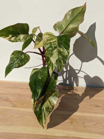 Select Philodendron Strawberry Shake Plant in 4" pot (Actual Plant All Photos)