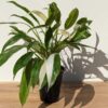 XL Philodendron Wend Imbe Variegated (actual plant)