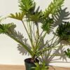 Philodendron Xanadu Gold (Excellent Color Actual Plant)