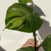 Massive Harlequin Aurea Pothos (Excellent Variegation XL Top Cut)