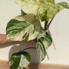 XL Marble Queen Pothos (XL Top Cut First Pics)