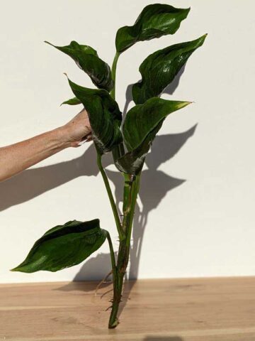 Alternative view of XL Shangri-la Variegated Pothos (XL Top Cut First Pics)