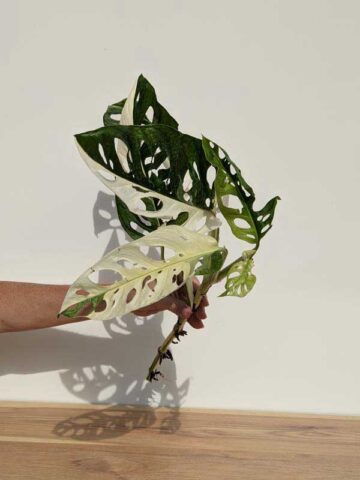 A+ Monstera Adansonii Albovariegata  (XL Top Cut, No Pot, First Pics)