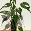 Huge Specimen, Monstera Burle Marx Flame Plant (Actual Plant)