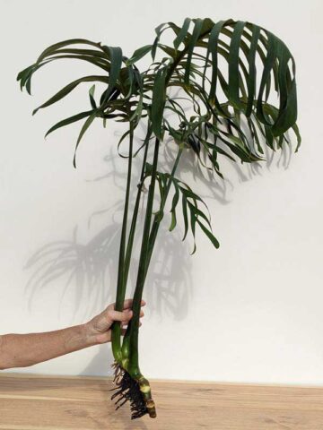 Very Rare Monstera Croatii  (XL Top Cut, No Pot, First Pics)