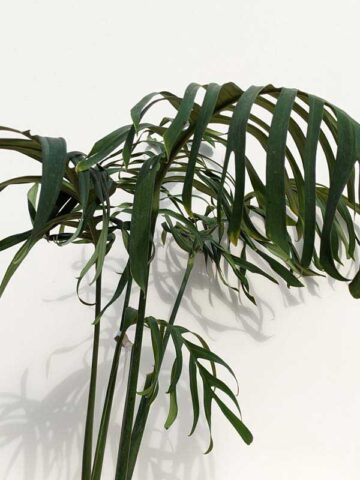 Alternative view of Very Rare Monstera Croatii  (XL Top Cut, No Pot, First Pics)