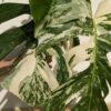 A+ Monstera Del. Borsigiana Albo Variegata (XL Top Cut, No Pot, First Pics)