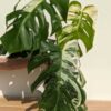 A+ Monstera Del. Borsigiana Albo Variegata (XL Top Cut, No Pot, First Pics)