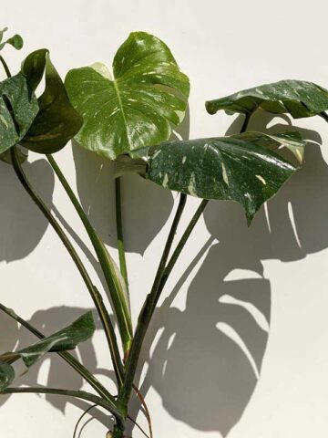 Very Limited 1-3 Per Year! Lg. Monstera Deliciosa Cosmos Variegata Large Form (Rooted MATURE First Pics)