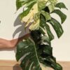 Very Limited 1-3 Per Year! Lg. Monstera Deliciosa Cosmos Variegata Large Form (XL Top Cut, No Pot, First Pics)