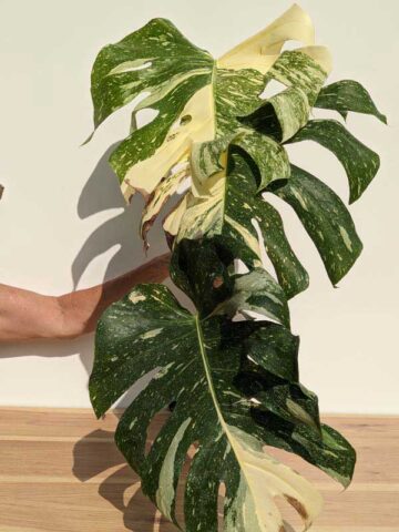 Very Limited 1-3 Per Year! Lg. Monstera Deliciosa Cosmos Variegata Large Form (XL Top Cut, No Pot, First Pics)