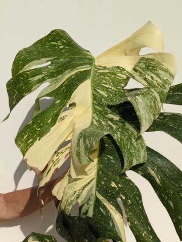 Alternative view of Very Limited 1-3 Per Year! Lg. Monstera Deliciosa Cosmos Variegata Large Form (XL Top Cut, No Pot, First Pics)