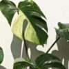 SECOND RELEASE! Monstera Deliciosa cf Sierrana Mint Spider Plant (Well Rooted)