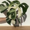 NEW INTRODUCTION Monstera Deliciosa cf Sierrana Mint Spider (Mature XL Top Cut, No Pot)
