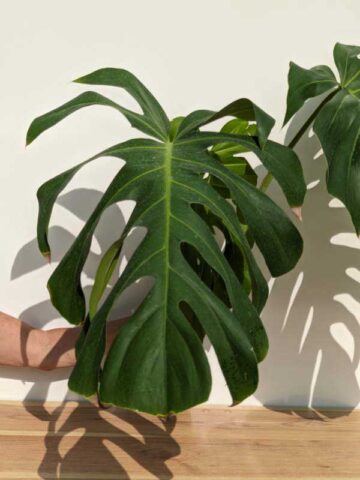 Alternative view of FIRST RELEASE Monstera Deliciosa cf Sierrana Black Widow (XL Top Cut, No Pot First Pics)