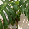 FIRST RELEASE Monstera Deliciosa cf Sierrana Black Widow (XL Top Cut, No Pot First Pics)