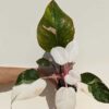 White Sport, Philodendron Anderson Red Variegata (Actual Plant)