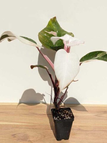 Alternative view of White Sport, Philodendron Anderson Red Variegata (Actual Plant)