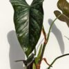 NEW! Philodendron Brevispathum Silver Splash Peru Maroon (XL Top Cut, No Pot First Pics)