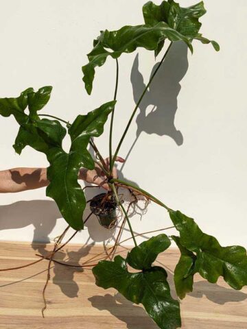 Alternative view of Very Rare, Philodendron Jungle Selloum x Goeldii (Actual Plant)