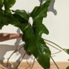 Very Rare, Philodendron Jungle Selloum x Goeldii (Actual Plant)