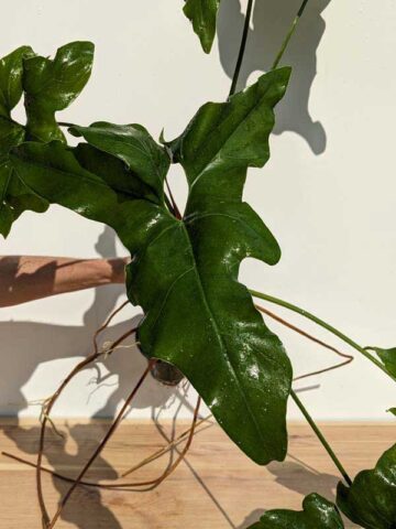 Very Rare, Philodendron Jungle Selloum x Goeldii (Actual Plant)