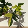 A+ RARE Philodendron Pedatum Variegata (Mature XL Top Cut)