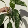 Rhaphidophora  Megasperma Variegata Plant (Actual Top Cut, No Pot Last Pics)