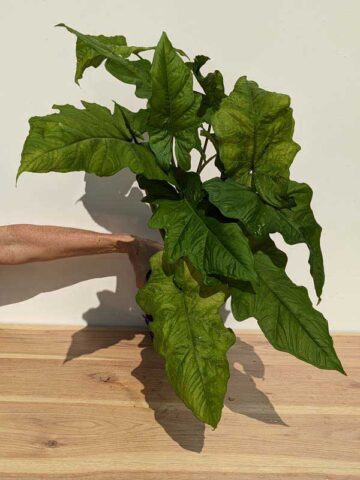 Alternative view of New Release! Syngonium Steyermarkii Happy Hands Plant (Actual Plant)