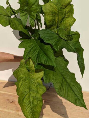 New Release! Syngonium Steyermarkii Happy Hands Plant (Actual Plant)