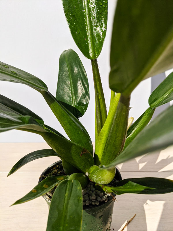 Philodendron Martianum (Actual Plant) – Kens Philodendrons