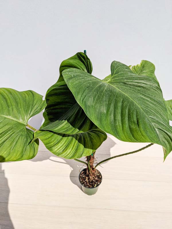 Philodendron Verrucosum Equator (Actual Plant) – Kens Philodendrons