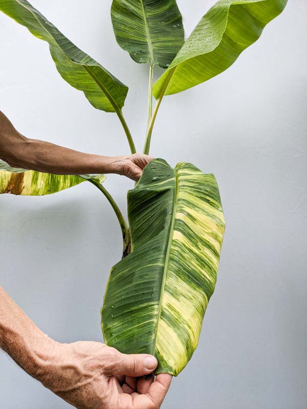 Xl Variegated Blue Java Ice Cream Banana Tree Actual Plant Kens Philodendrons