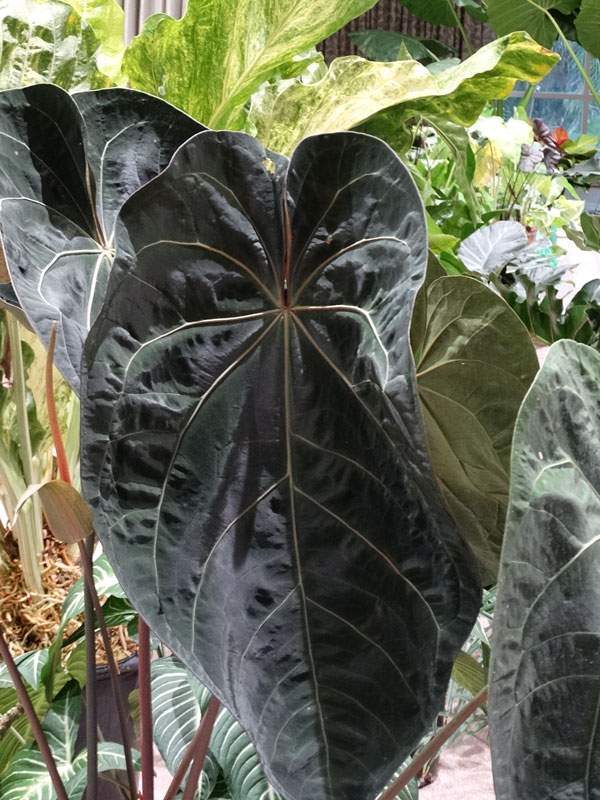 Anthurium  Black  Velvet Ace of Spades Plant  in 4  Pot 