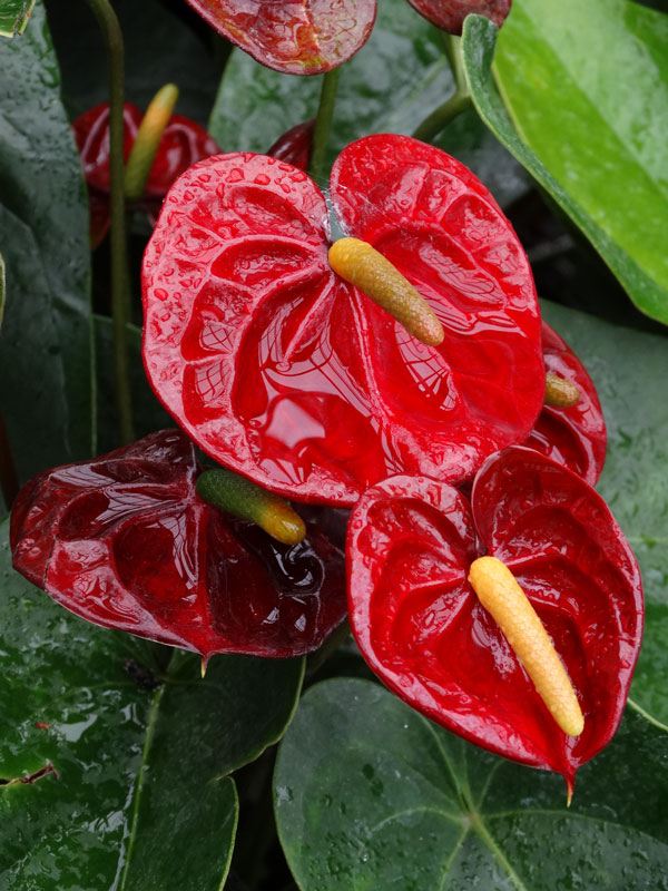  Anthurium  Black  Queen Plant  in 2x2x7 Pot Kens Philodendrons