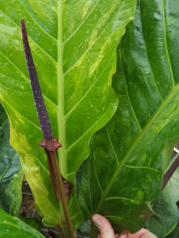 XL Anthurium Hookerii Variegated TriColor Plant in 6” Pot
