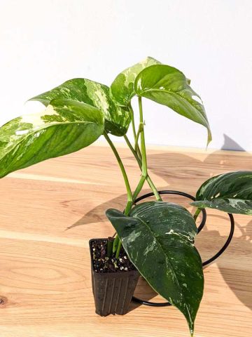 Epipremnum Pinnatum Albo - Pick Your Plant, 4 Plant — The Plant Farm®