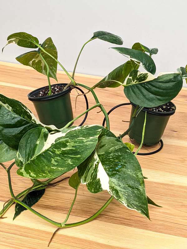 Epipremnum pinnatum 'Albo' 4 – Sprout Home