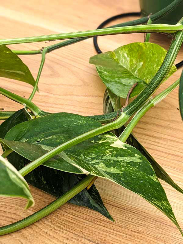 Buy online Pothos Epipremnum pinnatum albo variegata in 4 pot