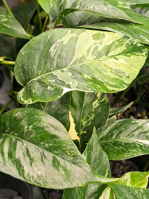 Epipremnum pinnatum albo – Thai Exotic Greenery