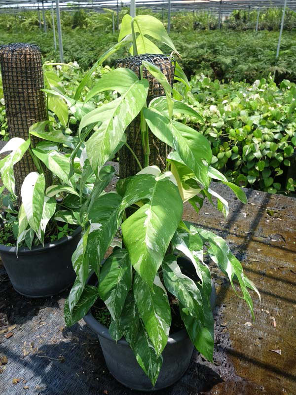 Epipremnum Pinnatum Albo Variegata (larger plant)