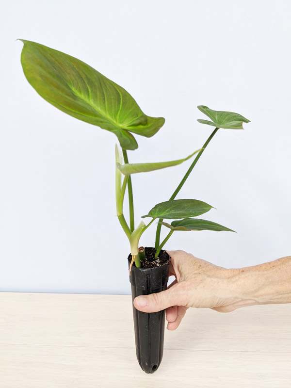 Philodendron Camposportoanum #0J2-1 – Kens Philodendrons