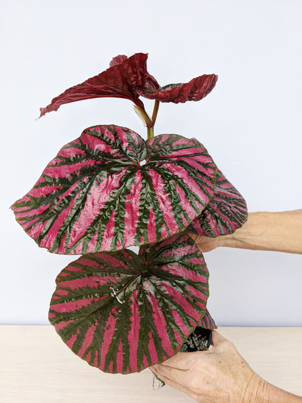 Begonia Brevirimosa Exotica #0J2-1 – Kens Philodendrons