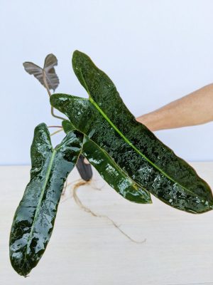 Philodendron Billietiae Croat #0J3-2a – Kens Philodendrons