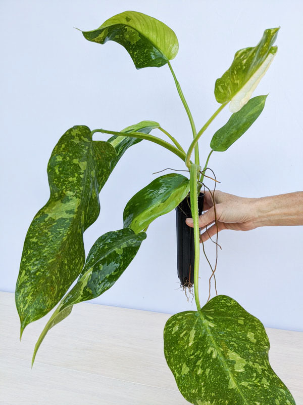 Philodendron IM Becky #0J3-1b – Kens Philodendrons