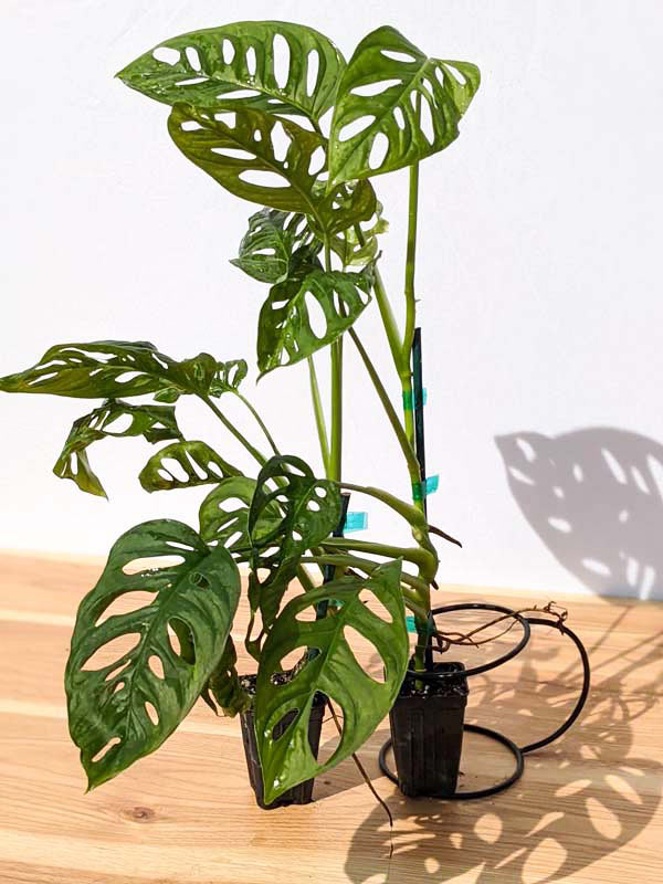 Monstera Giant Skeleton Leaf Plant in 2×3″ pot – Kens Philodendrons