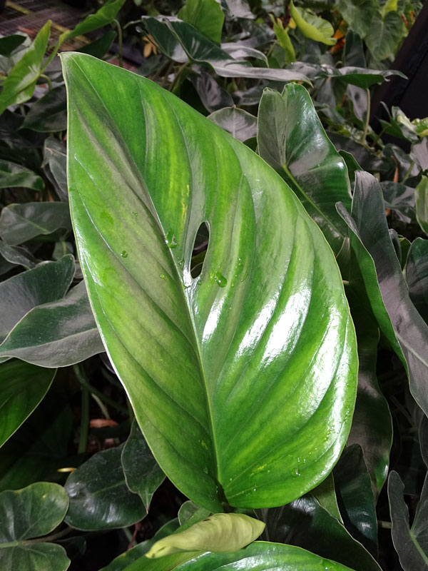 monstera lechleriana plant in 2x2x7″ pot - kens philodendrons